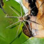 Elegant Water Spider (Dolomedes facetus), Alice Springs NT