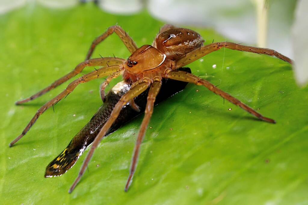 Fishing Spider (Dolomedes sp), Townsville QLD © Gayle Schick