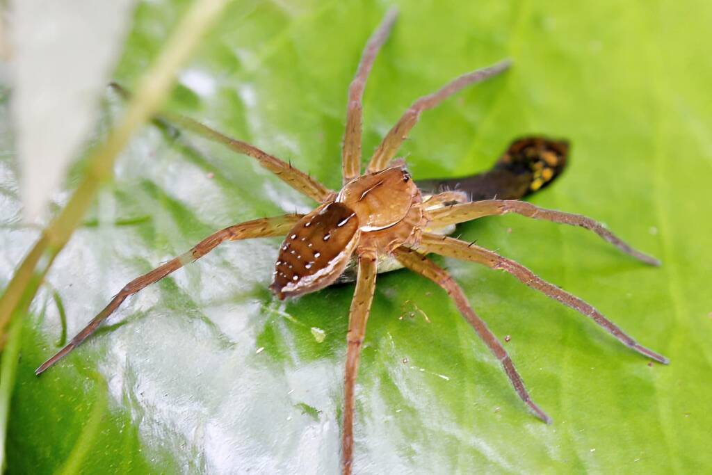 Fishing Spider (Dolomedes sp), Townsville QLD © Gayle Schick