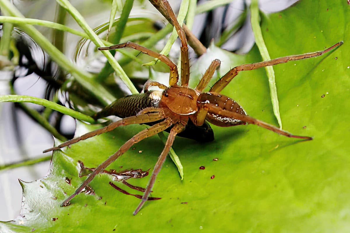 Fishing Spider (Dolomedes sp), Townsville QLD © Gayle Schick