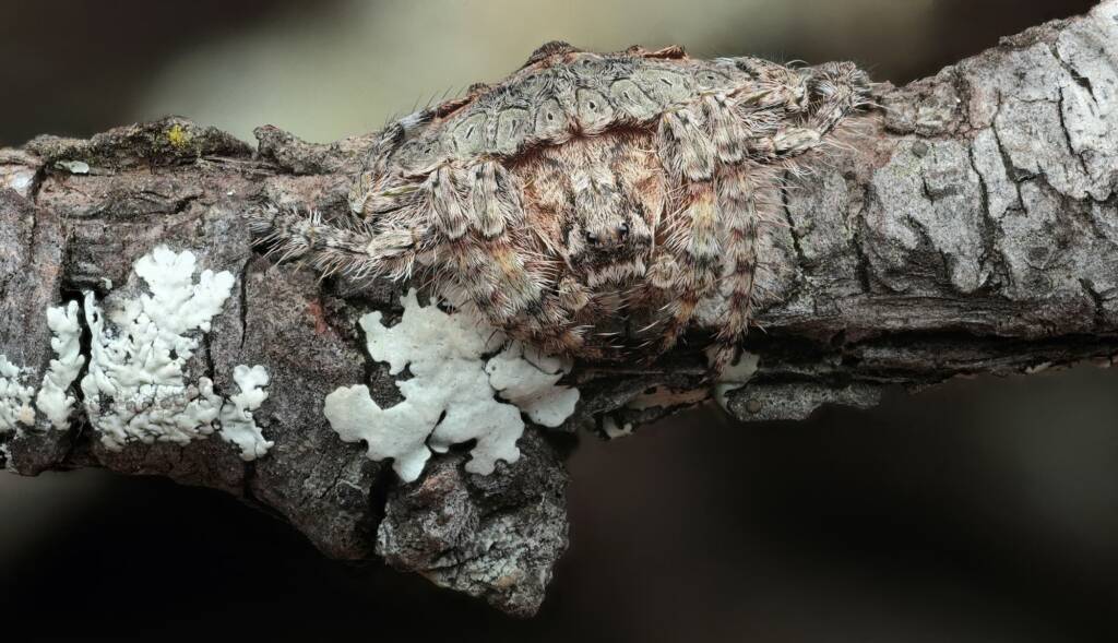 Wrap-around Spider (Dolophones conifera), Woy Woy Bay NSW © Michael Doe