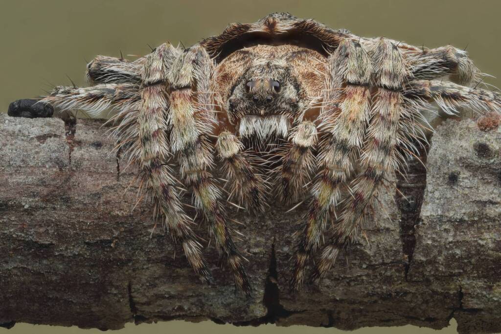 Wrap-around Spider (Dolophones conifera), Woy Woy Bay NSW © Michael Doe