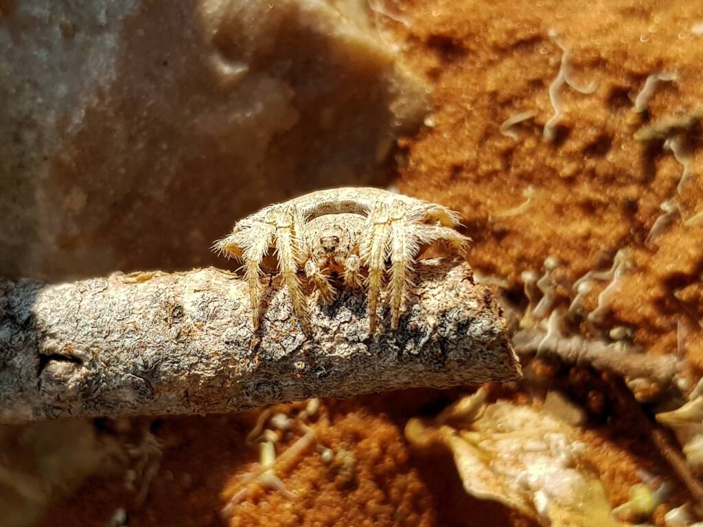 Wrap-around Spider (Dolophones sp), Alice Springs Desert Park NT