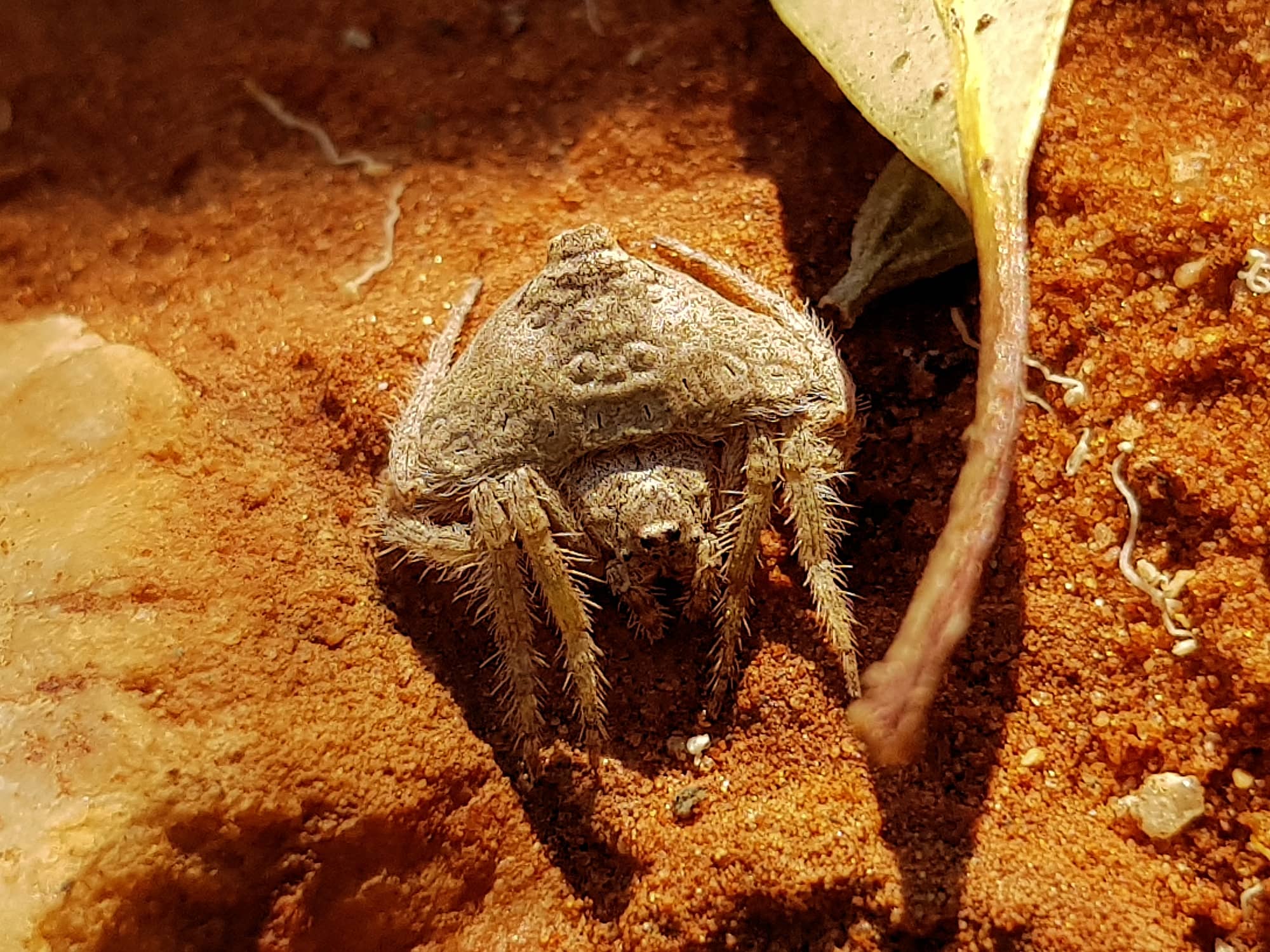 Wrap-around Spider (Dolophones sp), Alice Springs Desert Park NT