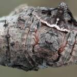 Turreted Wrap-around Spider (Dolophones turrigera), Woy Woy Bay NSW © Michael Doe