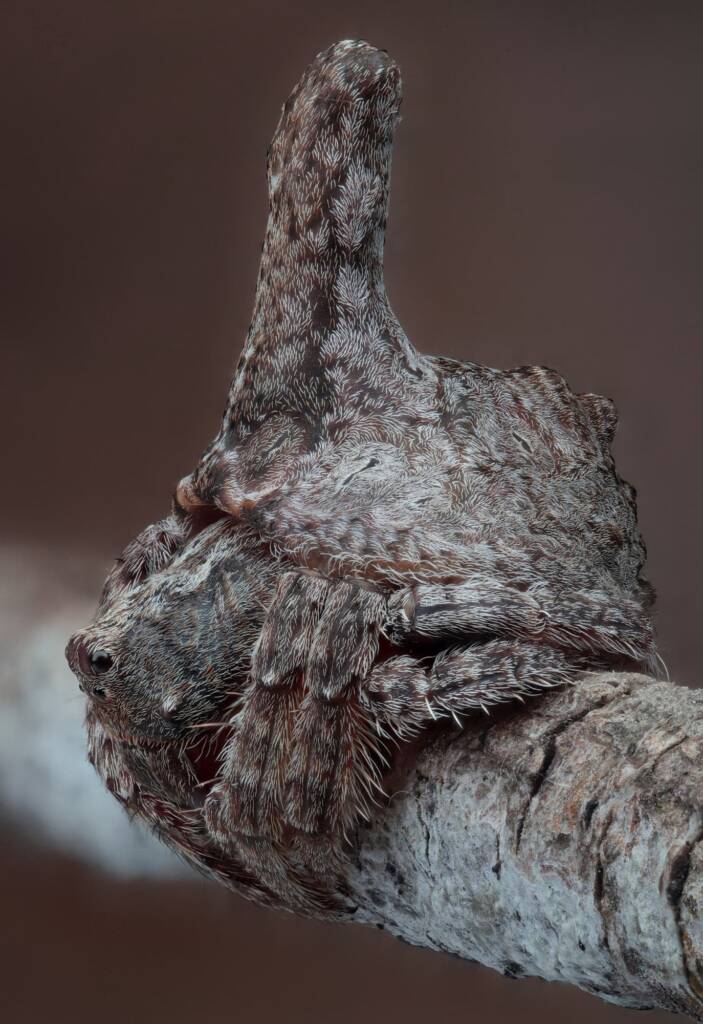 Turreted Wrap-around Spider (Dolophones turrigera), Woy Woy Bay NSW © Michael Doe
