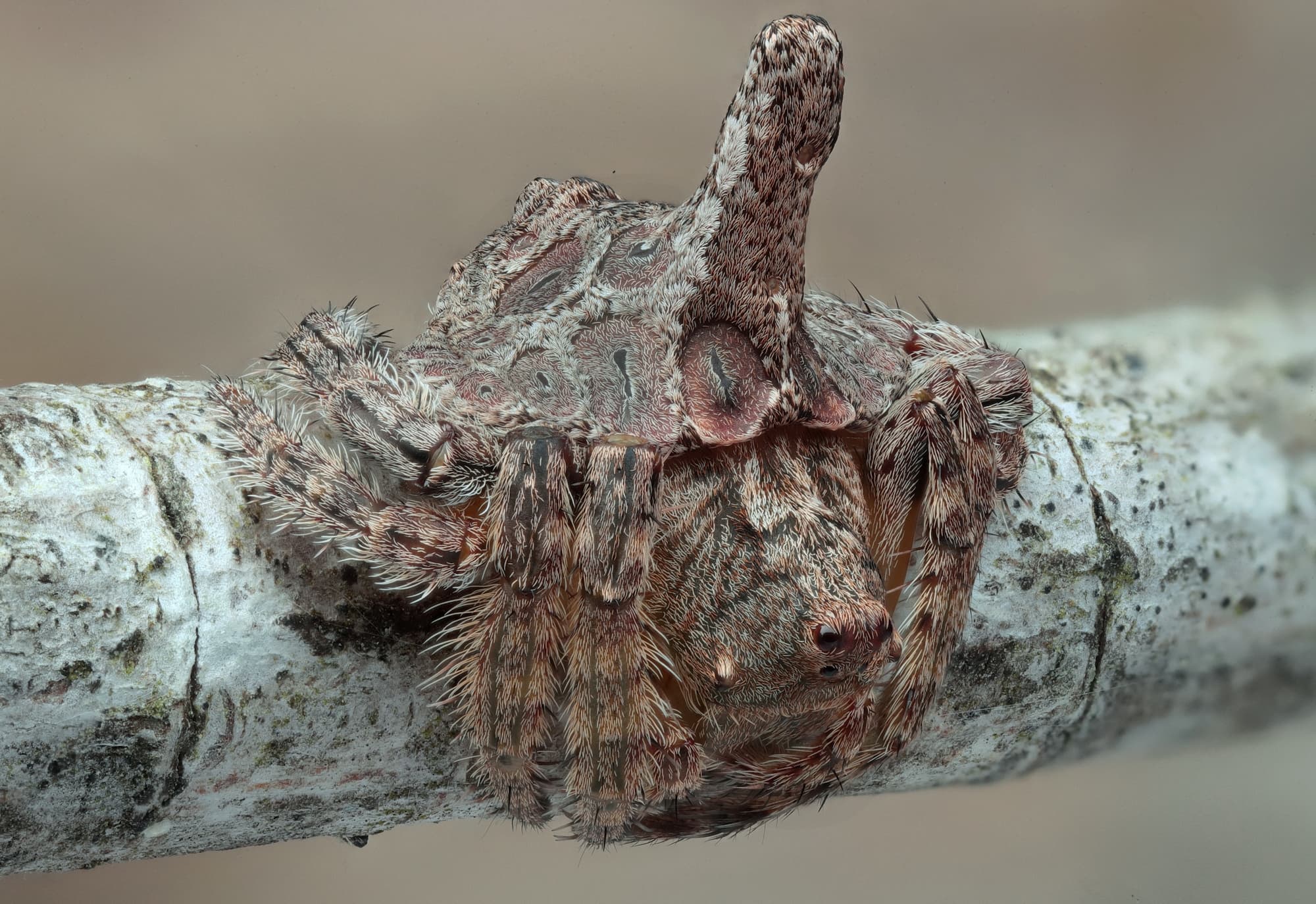 Wrap Around Spider Location