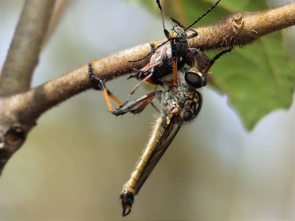 Robbery fly with prey (genus Dolopus), Gold Coast QLD © Stefan Jones