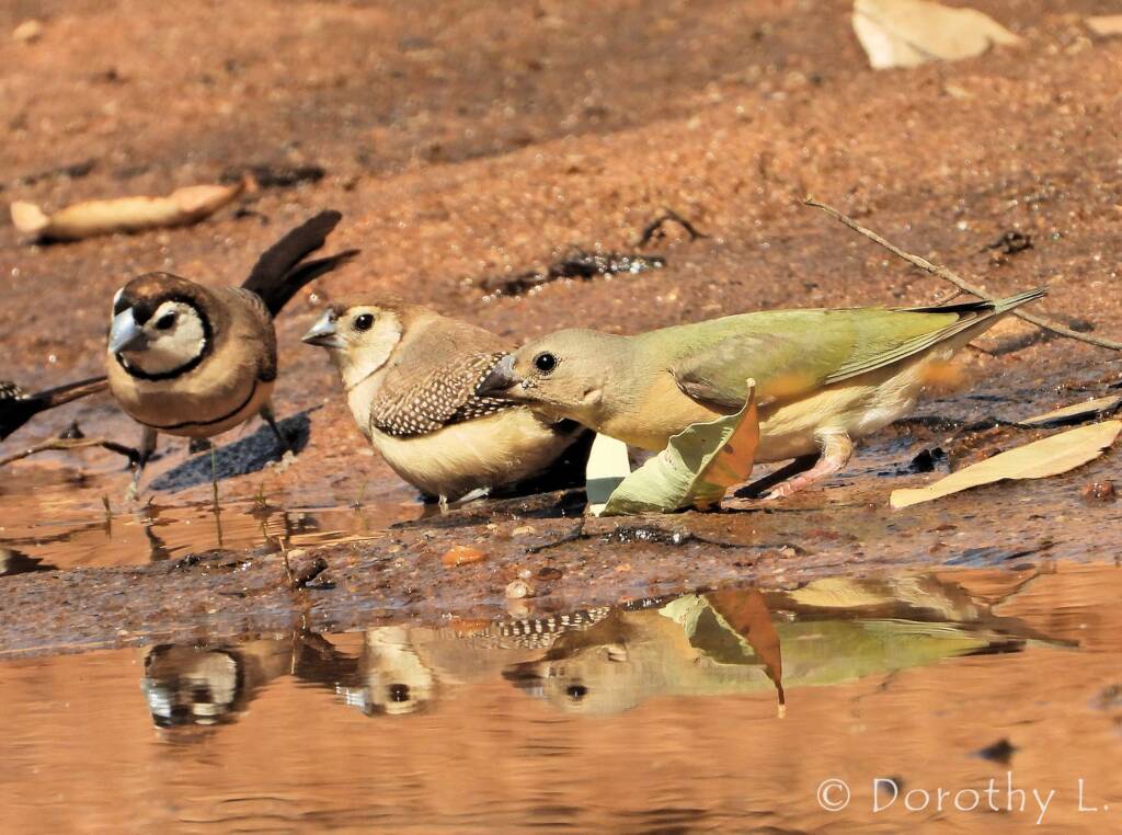 Double-barred Finches and immature Gouldian Finch