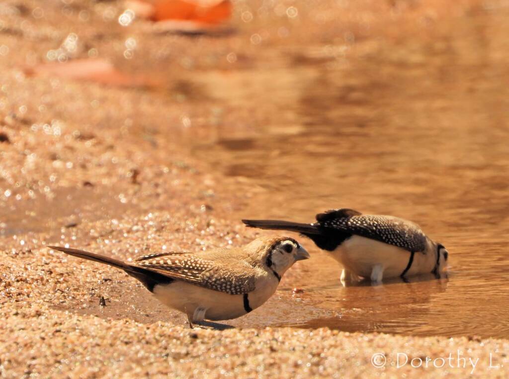 Double-barred Finches, Maud Creek, NT