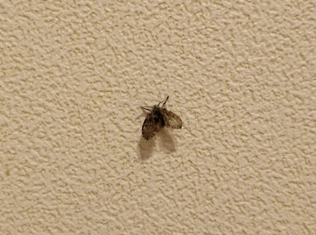 Drain Fly (Clogmia albipunctata)