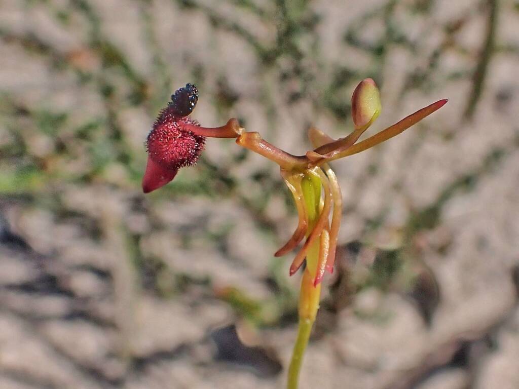 Drakaea glyptodon (King-in-his-carriage Orchid), Stirling Range National Park WA © Terry Dunham