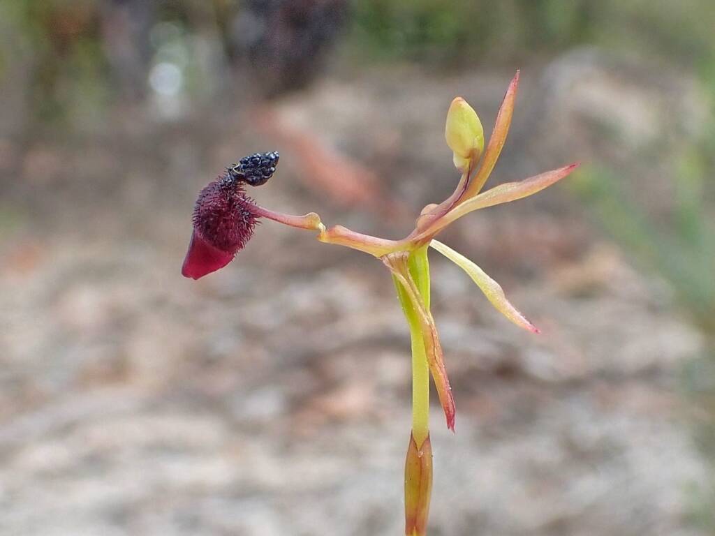 Drakaea glyptodon (King-in-his-carriage Orchid), Stirling Range National Park WA © Terry Dunham
