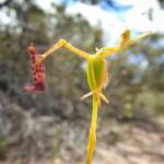 Drakaea livida (Warty Hammer Orchid), Stirling Range National Park WA © Terry Dunham