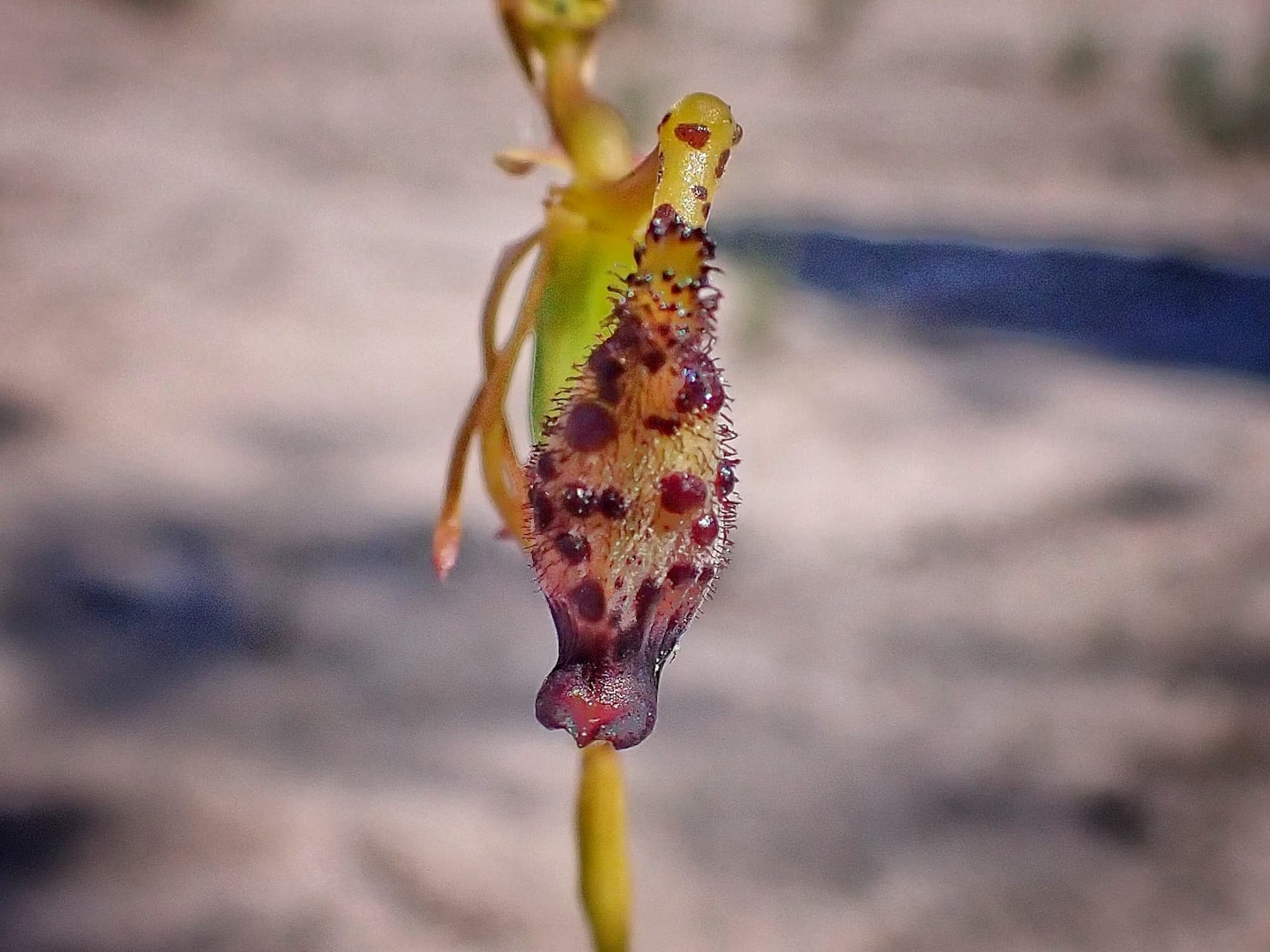 Drakaea livida (Warty Hammer Orchid), Stirling Range National Park WA © Terry Dunham