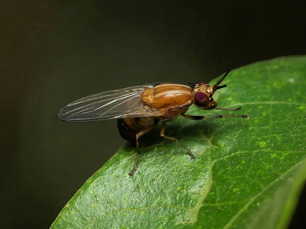 Vinegar Fly (Drosophila melanogaster), Gold Coast QLD © Stefan Jones