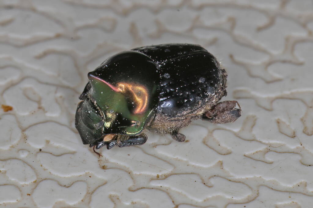 Dung Beetle (Onthophagus dandalu), Ballandean QLD © Marc Newman