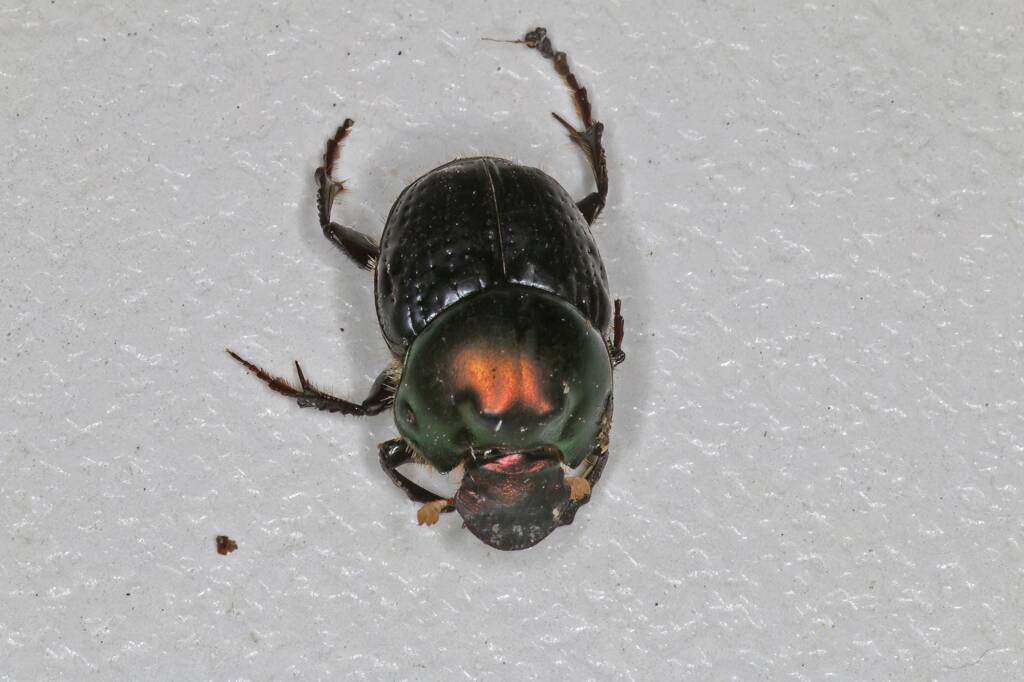 Dung Beetle (Onthophagus dandalu), Ballandean QLD © Marc Newman