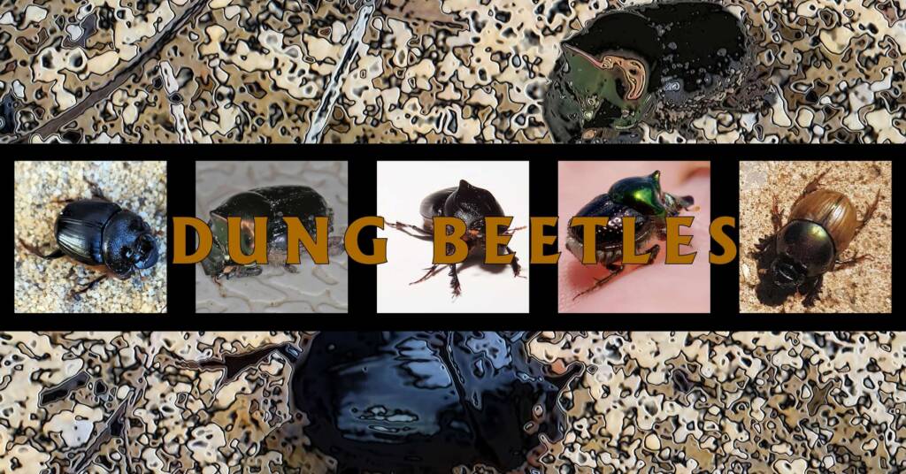 Dung Beetles - Ausemade filmstrip