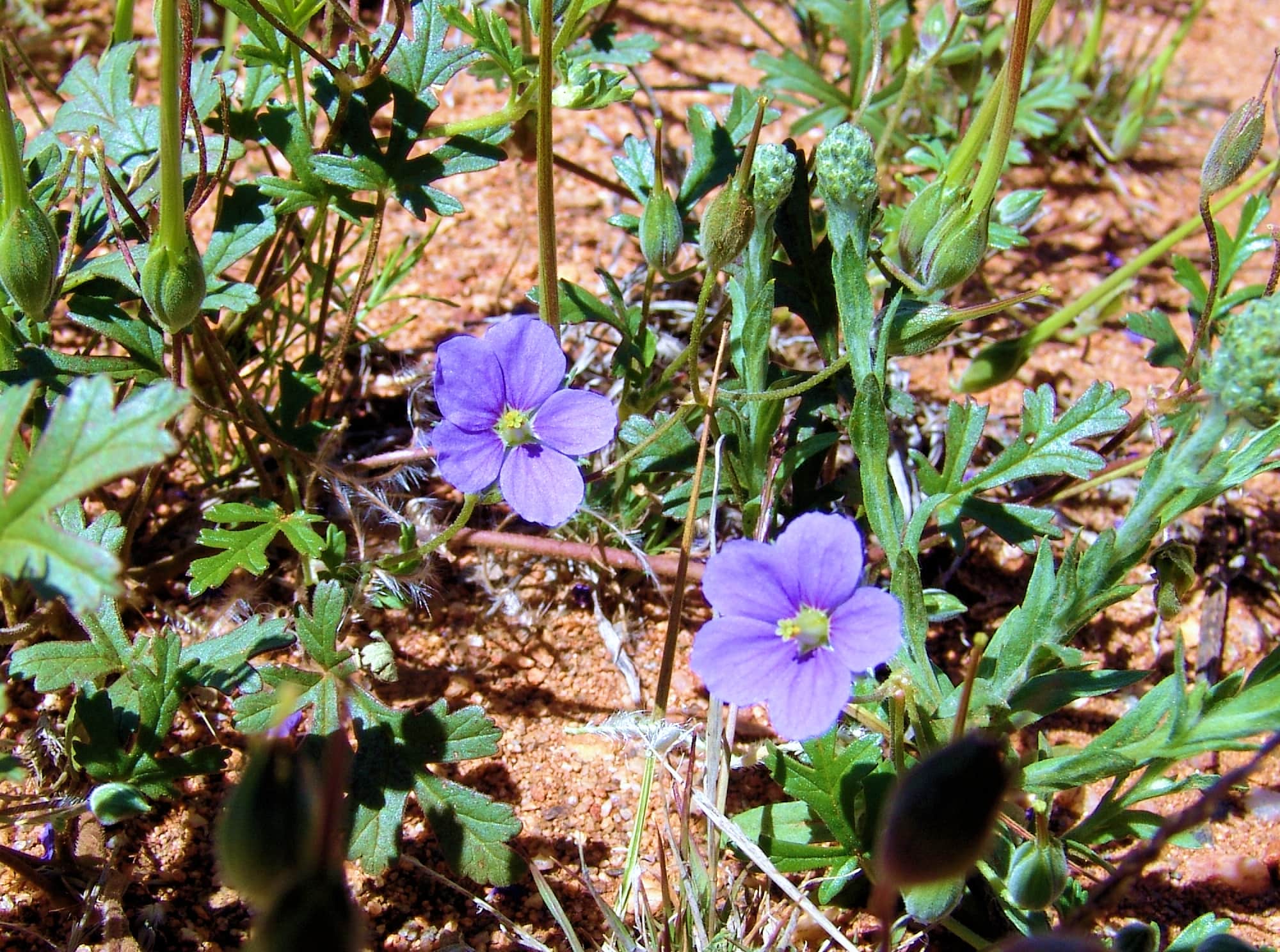 Storkbill (Erodium cygnorum), Tanami Rd (nth of Alice Springs) NT