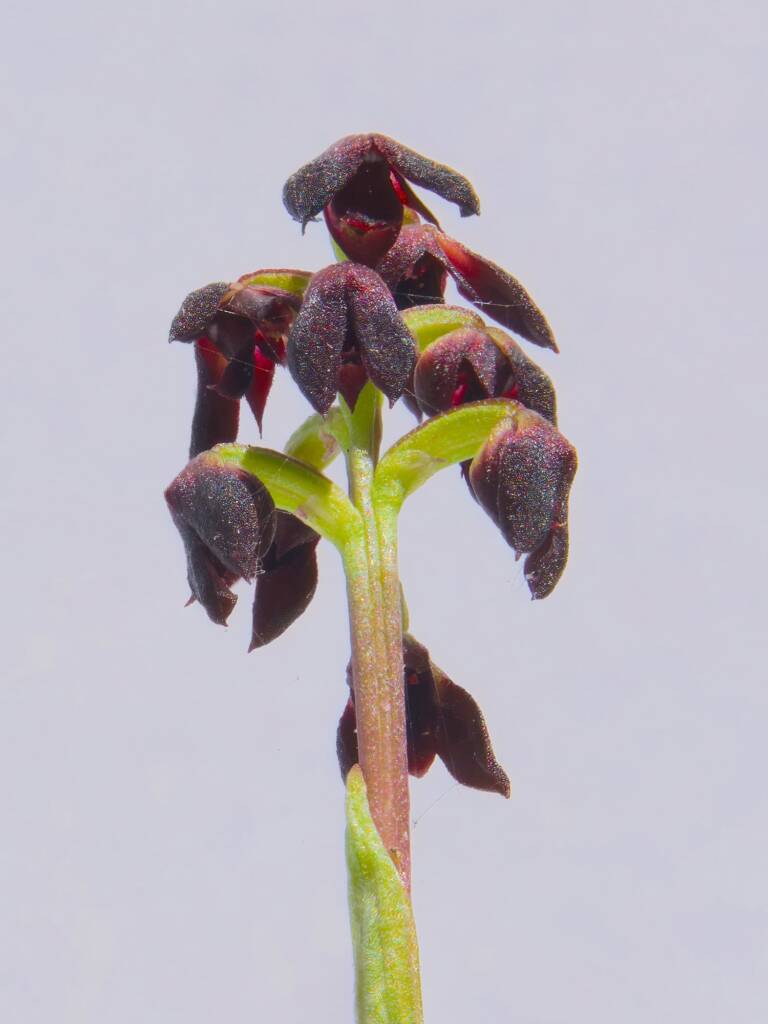 East Lynne Midge Orchid (Corunastylis vernalis), Eurobodalla Regional Botanic Garden NSW © Phil Warburton