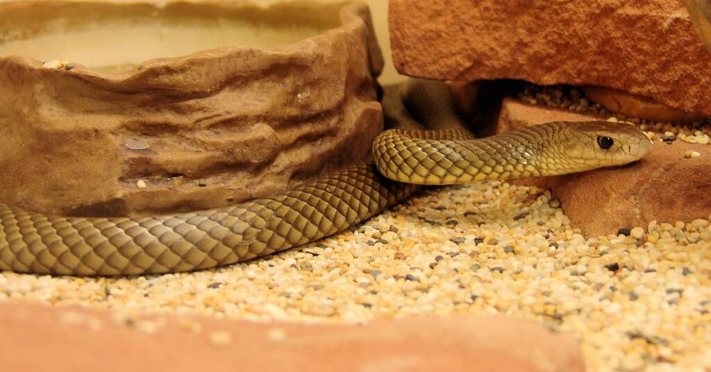 Eastern Brown Snake (Pseudonaja textilis), Alice Springs Reptile Centre