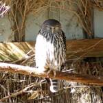 Eastern Grass Owl, Kyabram Fauna Park, VIC