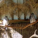 Eastern Grass Owl, Kyabram Fauna Park, VIC