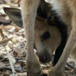 Juvenile Eastern Grey Kangaroo (Macropus giganteus), Gold Coast QLD © Stefan Jones