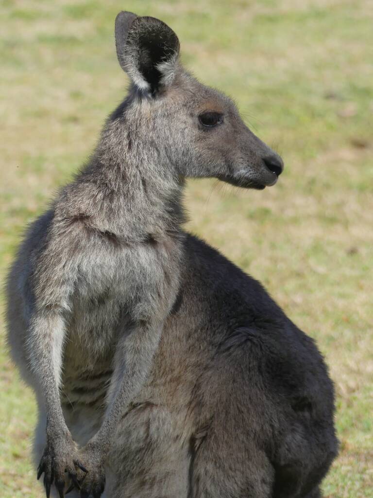 Eastern Grey Kangaroo (Macropus giganteus), Gold Coast QLD © Stefan Jones