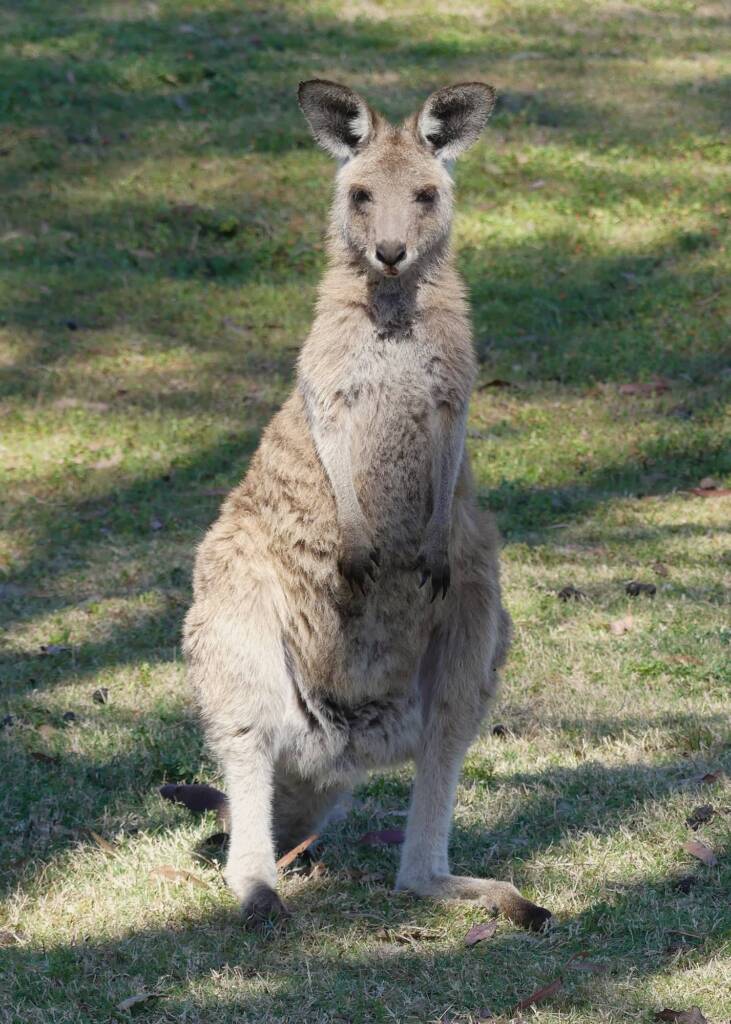 Female Eastern Grey Kangaroo (Macropus giganteus), Gold Coast QLD © Stefan Jones