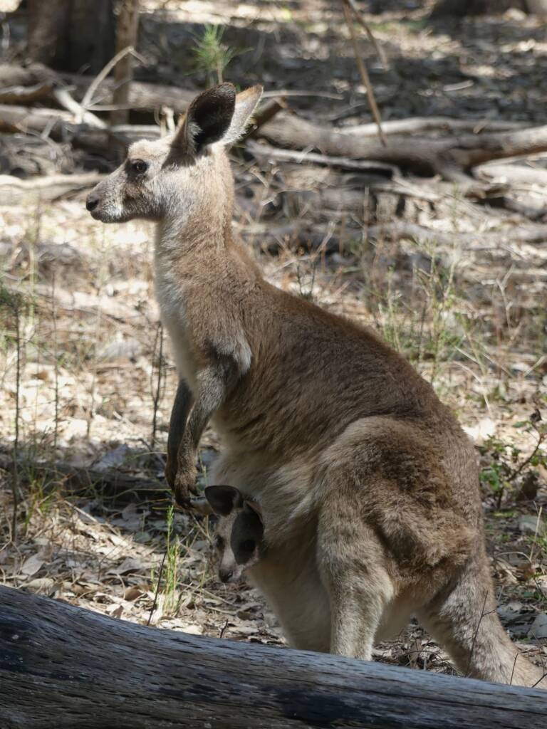 Mother and juvenile Eastern Grey Kangaroo (Macropus giganteus), Gold Coast QLD © Stefan Jones