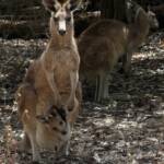 Mother and juvenile Eastern Grey Kangaroo (Macropus giganteus), Gold Coast QLD © Stefan Jones