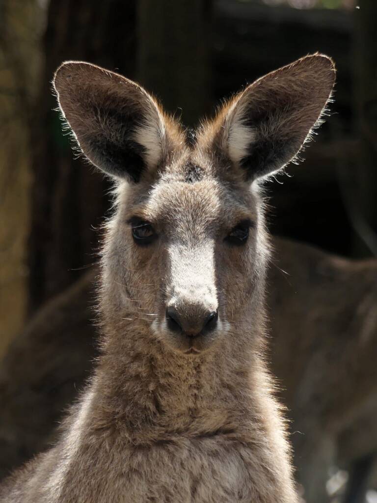 Eastern Grey Kangaroo (Macropus giganteus), Gold Coast QLD © Stefan Jones