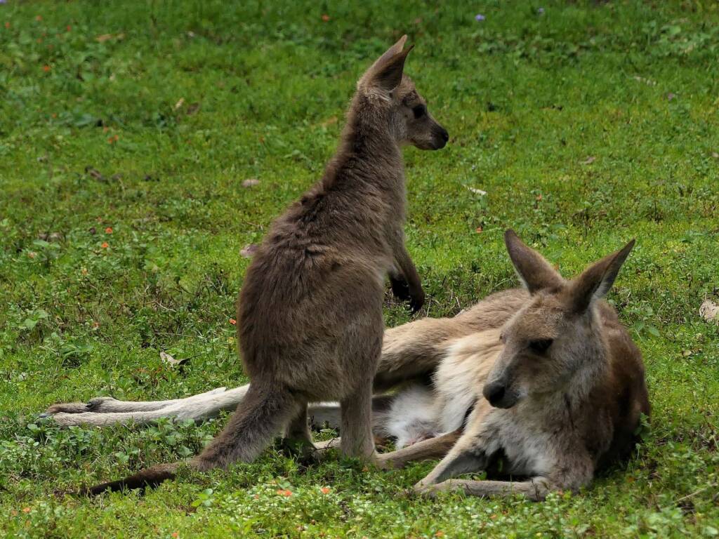 Mother and young Eastern Grey Kangaroo (Macropus giganteus), Gold Coast QLD © Stefan Jones