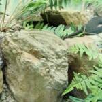 Eastern Tiger Snake, Kyabram Fauna Park, VIC