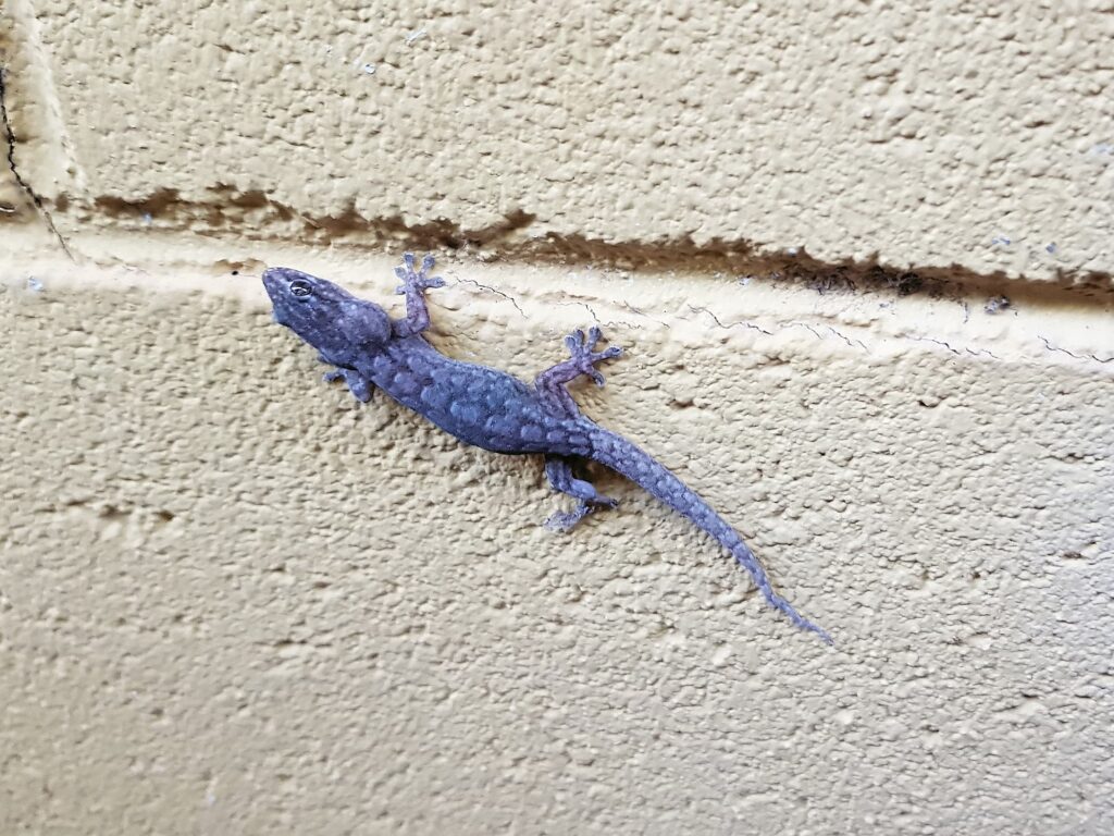Eastern Tree Dtella (Gehyra versicolor), Alice Springs NT