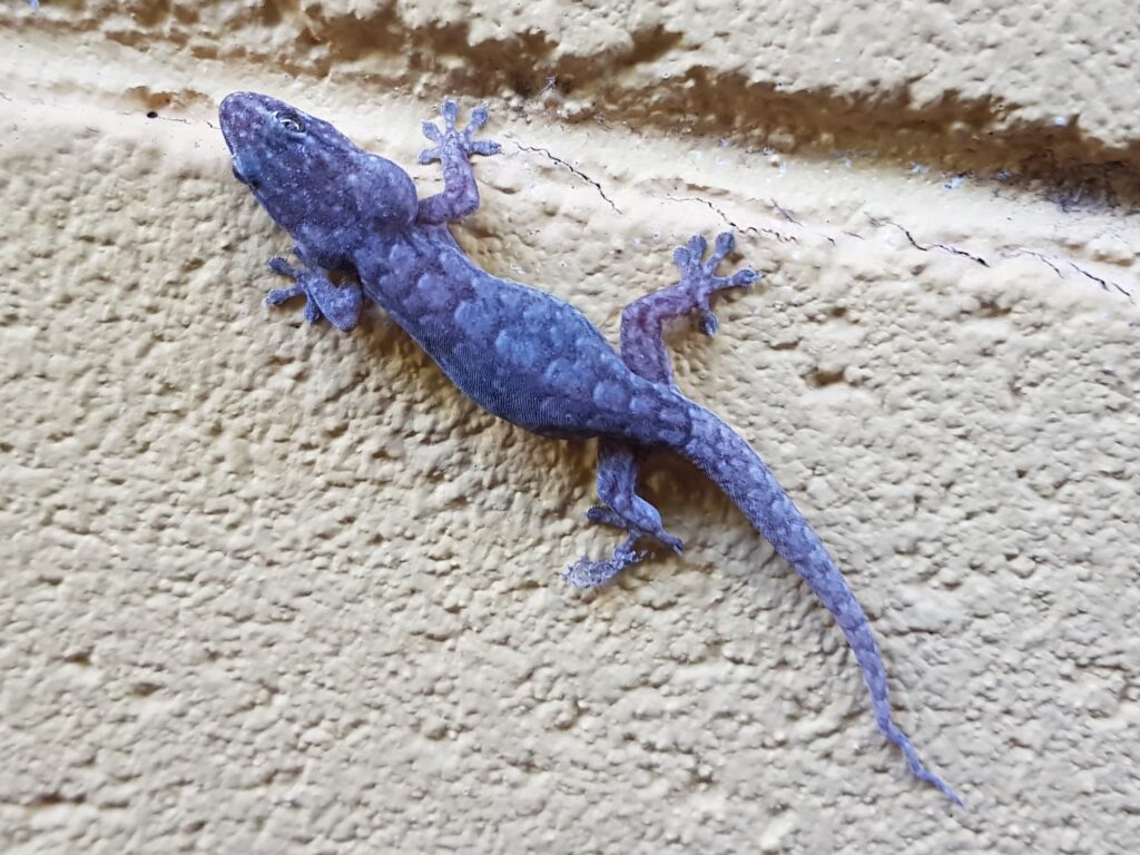 Eastern Tree Dtella (Gehyra versicolor), Alice Springs NT