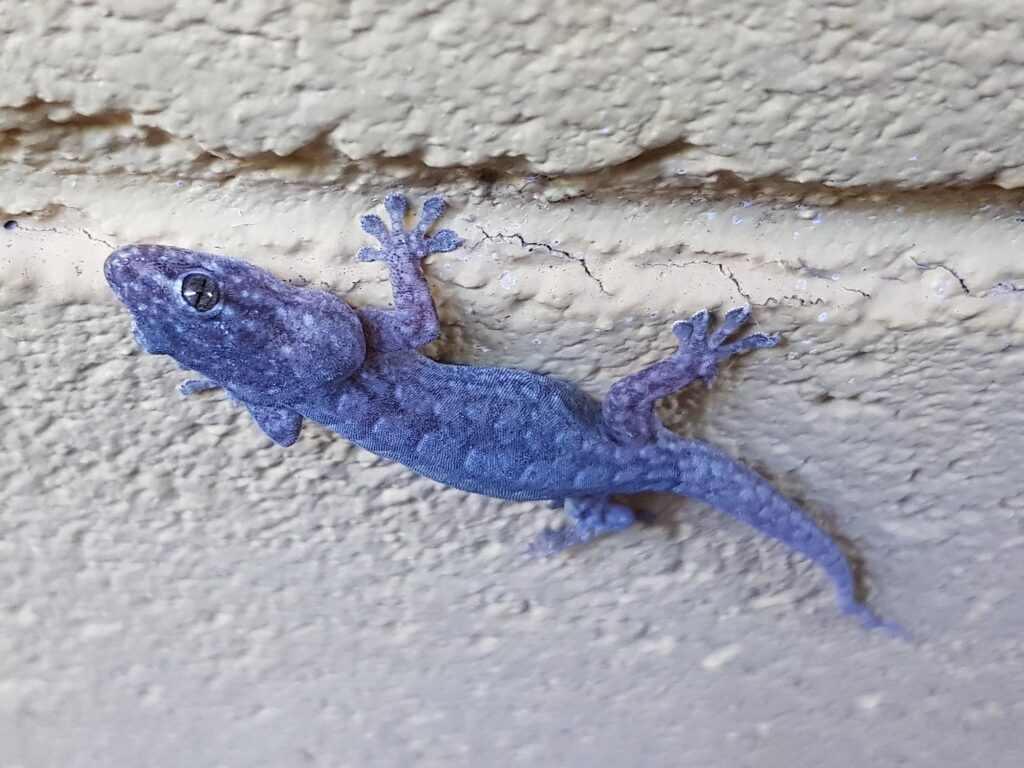 Eastern Tree Dtella (Gehyra versicolor), Alice Springs NT