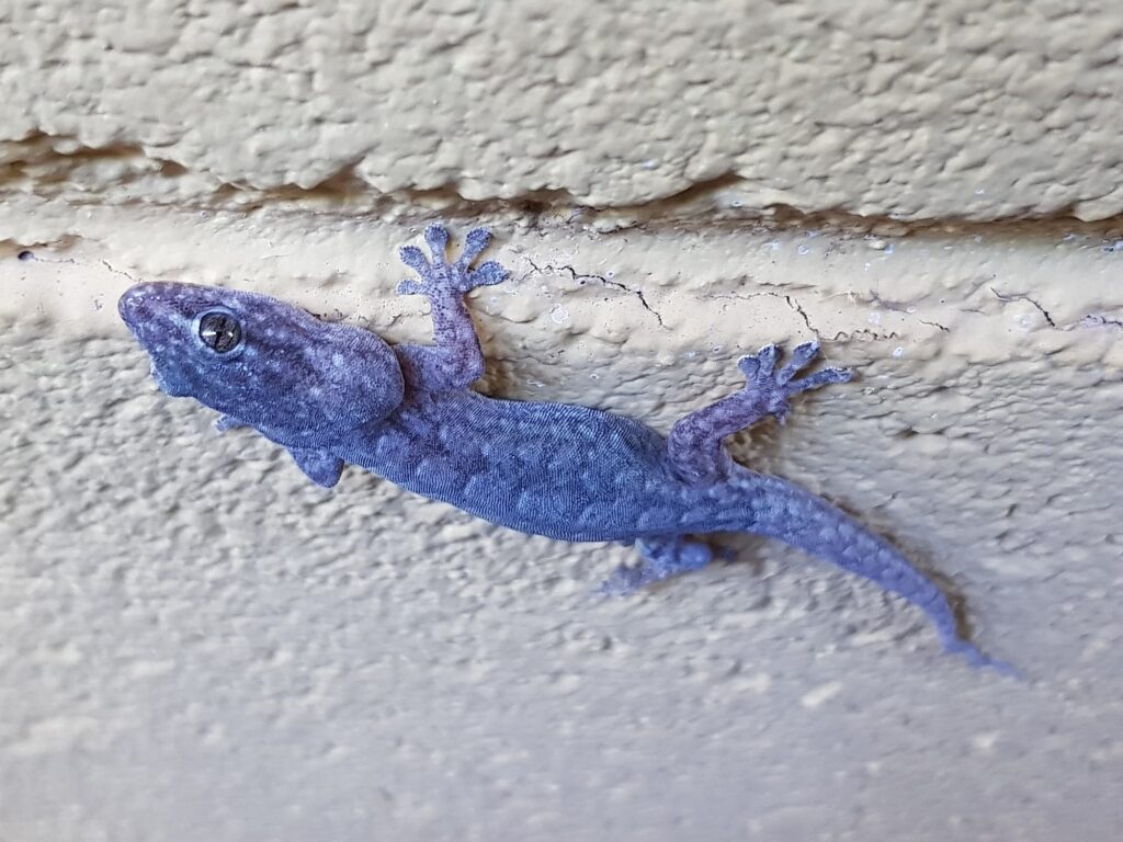 Eastern Tree Dtella (Gehyra versicolor), Alice Springs NT
