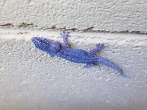 Eastern Tree Dtella (Gehyra versicolor), Alice Springs NT