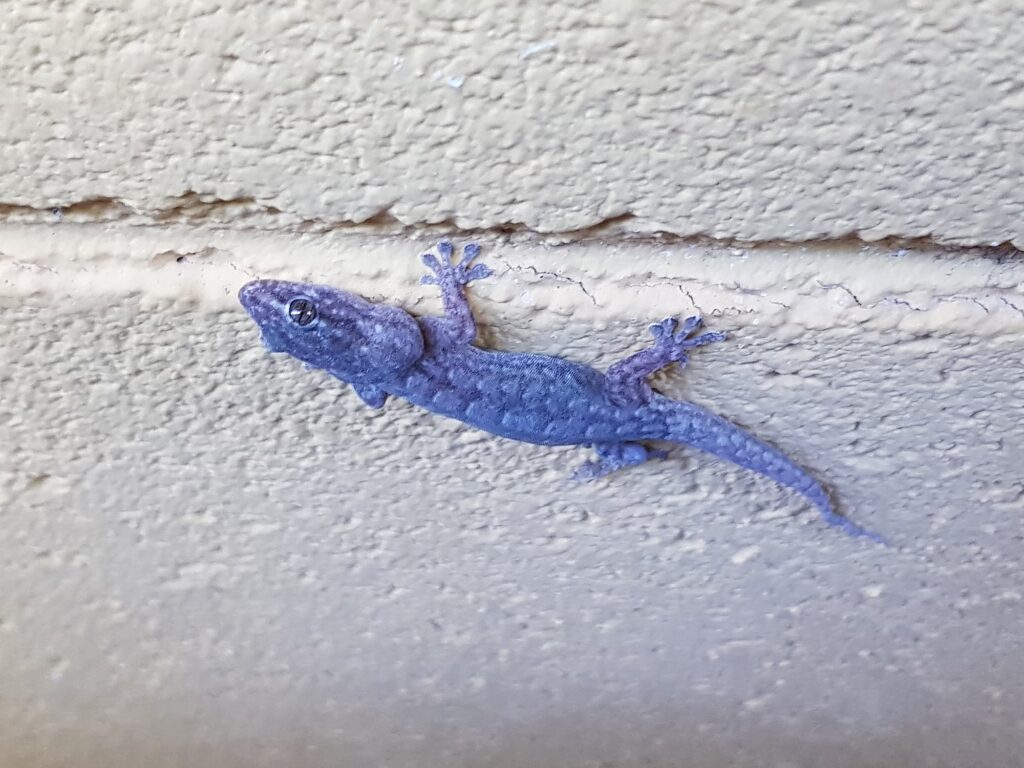 Eastern Tree Dtella (Gehyra versicolor), Alice Springs NT