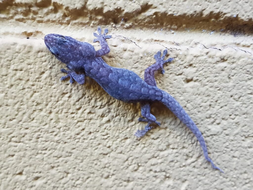Eastern Tree Dtella (Gehyra versicolor), Alice Springs NT