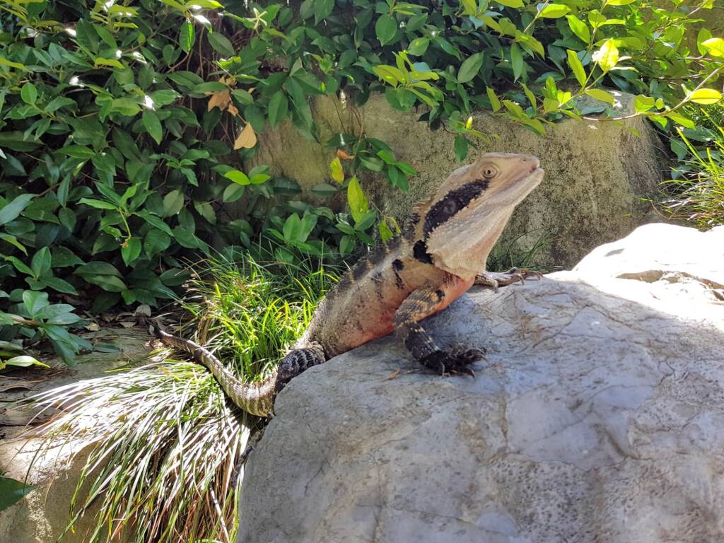 Eastern Water Dragon (Physignathus lesueurii), Chinese Garden of Friendship, Darling Square NSW