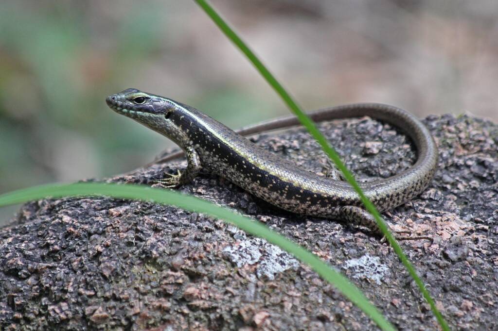 Eastern Water Skink (Eulamprus quoyii), Southern Downs QLD © Marc Newman
