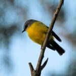 Eastern Yellow Robin (Eopsaltria australis), Binna Burra, Lamington National Park, QLD