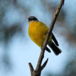Eastern Yellow Robin (Eopsaltria australis), Binna Burra, Lamington National Park, QLD