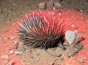 Short-beaked Echidna on the Alice Springs Desert Park Nocturnal Tour