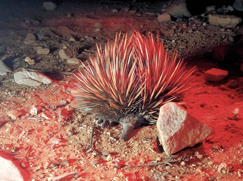 Short-beaked Echidna on the Alice Springs Desert Park Nocturnal Tour