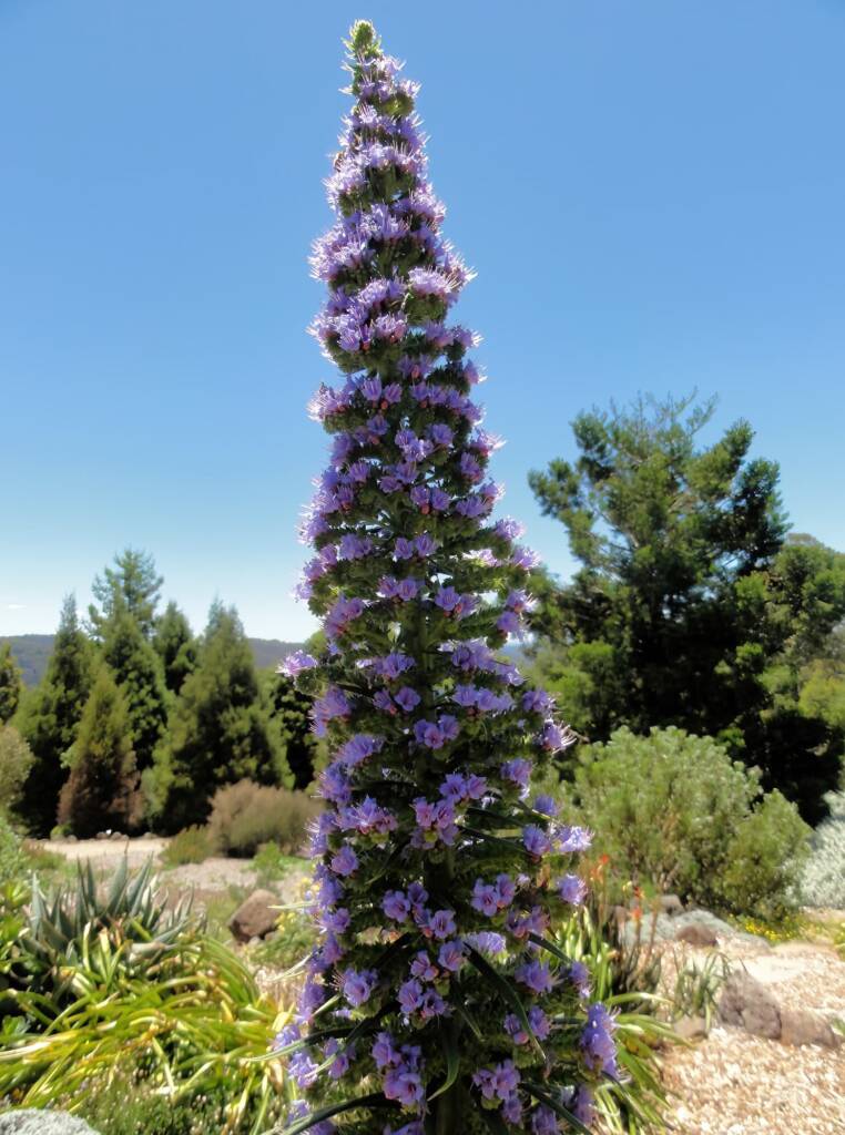 Echium Pininana (Blue Steeple), Blue Mountains Botanic Garden, NSW